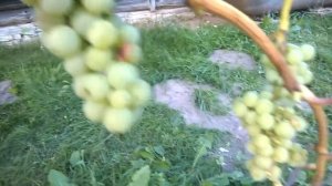 Обзор моего винограда сорта Вардува!!!