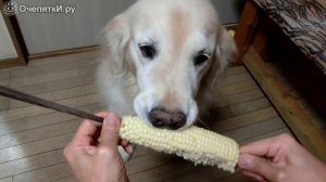 Пёс кушает кукурузу