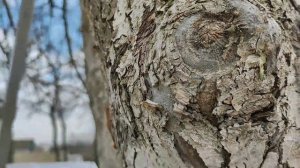 Как я лечу старые яблони с дуплом.