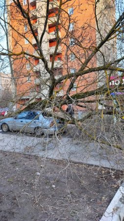 Упавшее дерево раздавило припаркованную иномарку на Республиканской