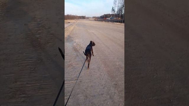 Как долго нужно гулять с питбулем? Типичная прогулка с питбультерьером. Дорога на Казань.