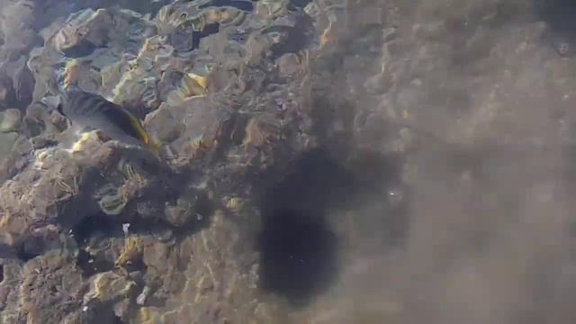 "Глазастик",так мы называли эту рыбу, Звездчатый аротрон№2 смотреть онлайн