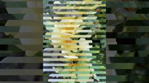 Rose Tottering by Gently - Juin 2021