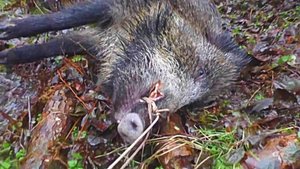 Загонная ОХОТА. 17 ноября 2017г.