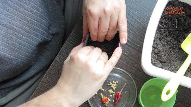 Огород на подоконнике Уход за розмарином и луком, посадка острого перца смотреть онлайн