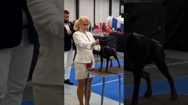 Цациб "Белые Ночи -2" , 24.10.2021г , ринг цвергпинчеров , 27 собак, ринг кобелей - бэбики, щенки смотреть онлайн