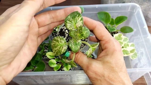 Фиалки ❤. Новые сорта в коллекции. смотреть онлайн