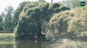 Весна и цветы | О Москве с любовью