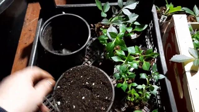 Георгины вегетативные .🌺Перевалка в больший объём.