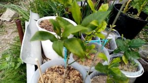 Можно ли крутить вертеть поворачивать горшок с цитрус лимон,мандарин.Формирование, уход,выращивание