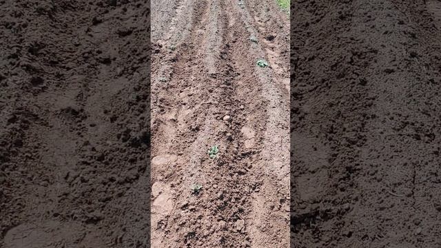 Картошка, картошка, картошечка... смотреть онлайн