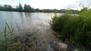 Ловля линя и карася на старице реки. Обращение к браконьерам.