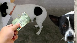 Подборка смешных видео и приколов 297? Лучшие ПРИКОЛЫ 2023