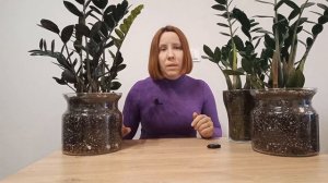 Как ЗАСТАВИТЬ замиокулькас растить МНОГО новых ЛИСТЬЕВ.?