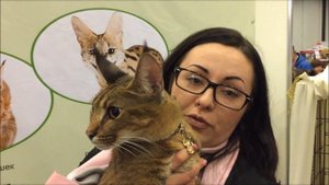 #7. Каракет (Caracat). Самая редкая кошка в мире! Всего 12 котят.