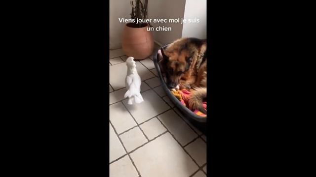 СМЕШНЫЕ ЖИВОТНЫЕ #1| 2021 Новые приколы | Смешные видео | Funny videos | 6 минут смеха смотреть онлайн