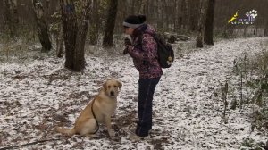 Подзыв-переключение кормом и тренировка удержания внимания, лабрадор ретривер