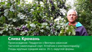 Слива "Кромань"