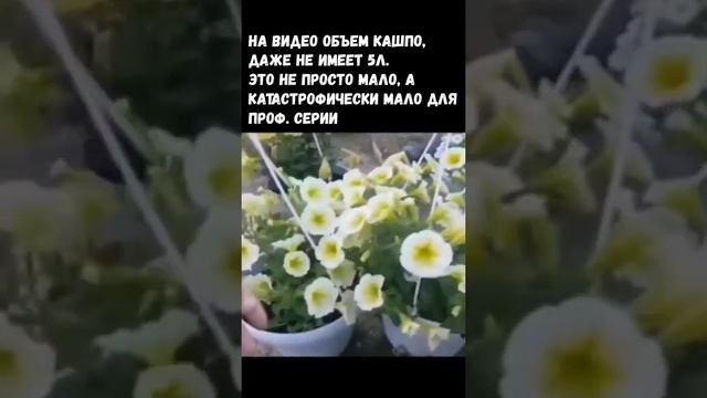 Выращивание петуний. Эта информация очень важна для начинающих. Как добиться пышного цветения!