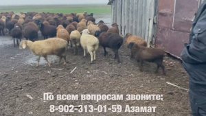 Продажа ягнят