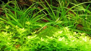 Акваскейп 300л. В гостях у аквариума брата. Идея самого скейпа.