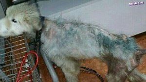 Этот Пёс Практически Умирал На Цепи...Вы НЕ ПОВЕРИТЕ, КАК ОН ВЫГЛЯДИТ СЕЙЧАС!