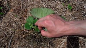 Выращивание клубники под соломой или сеном