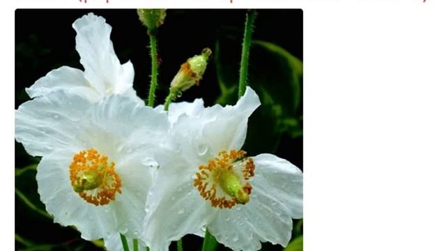 Мак меконопсис буквицелистный белый (papaver meconopsis betonicifolia alba) смотреть онлайн