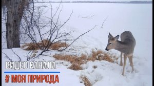 Снято на фотоловушку #7