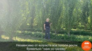 Тополя "Пирамидально-осокоревый Камышинский" и "Башкирский пирамидальный" в "Питомнике Савватеевых"