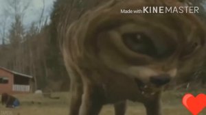 Первое видео цитаты Волка АУФ???