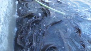 Рыбалка в Узбекистане рыбалка прошло 2019