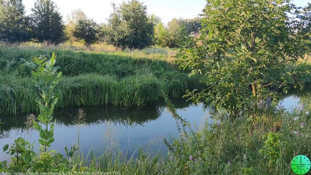 Пение птиц на реке лекарство для души и тела/Звуки природы/Sounds of nature