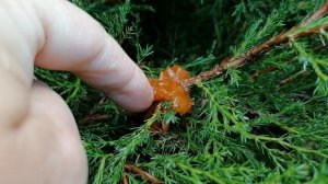 + гриб Ржавчина (Gymnosporangium) на сосне и можжевельнике. май 2022.mp4