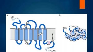 Понятие о рецепторах, сопряжённых с G-белком