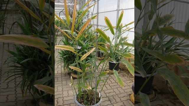 Alpinia galanga | Wikipedia audio article смотреть онлайн