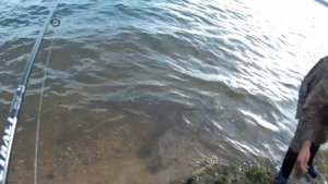 Самые уловистые приманки на щуку.MEPPS SYCLOPS Ловим щуку с берега, озеро Иван