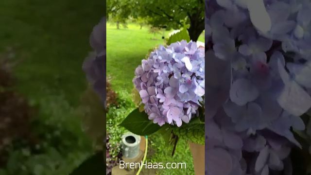 Summer Hydrangea