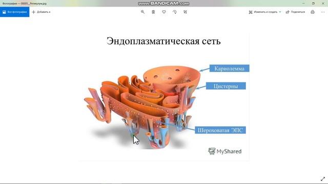 Эндоплазматический ретикулум, рибосомы 004 смотреть онлайн