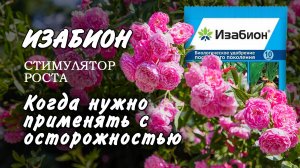 Изабион применение. Когда удобрение Изабион может навредить?