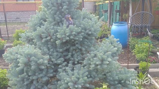 ОБРЕЗКА ЕЛИ .КАК СДЕЛАТЬ ЕЛЬ КРАСИВОЙ И ПУШИСТОЙ ??? смотреть онлайн