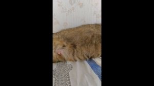 Когда котята начинают шевелиться в животе?