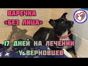 Варечка «без лица», 17 день с нами. Какие у нас изменения_ Верновцы - спасение животных