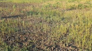 Выращивание льна. No-till 10.07.2018 . Последействие евролайтинга на посевы
