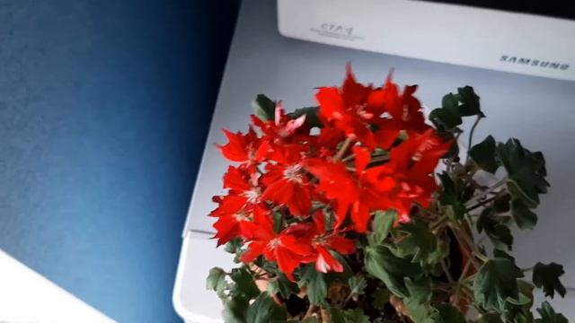 Vic Caws пеларгония стеллар
