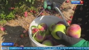 В ставропольских садах собирают урожай яблок и нектаринов