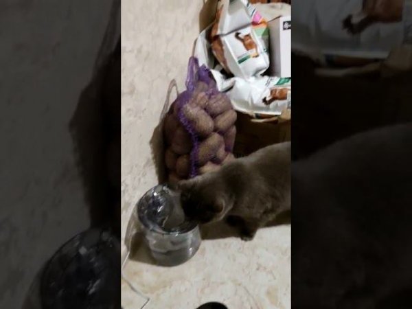 Кошка Селёдка пьёт воду