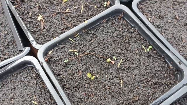 сеянцы яблони и груши в горшках взошли. делаю прополку. смотреть онлайн