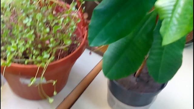 Молочай беложильчатый и другие смотреть онлайн