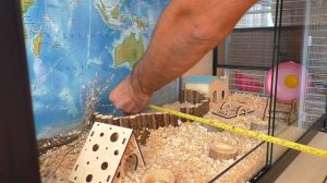 РОБИКИ ОПЯТЬ ССОРЯТСЯ / ВЕСЬ день с ПИТОМЦАМИ / РЕМОНТ СТЕЛАЖА / Alisa Easy Pets